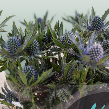 Eryngium Orion Questar (Thistle)