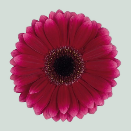 Germini Arabel (20 Stems)