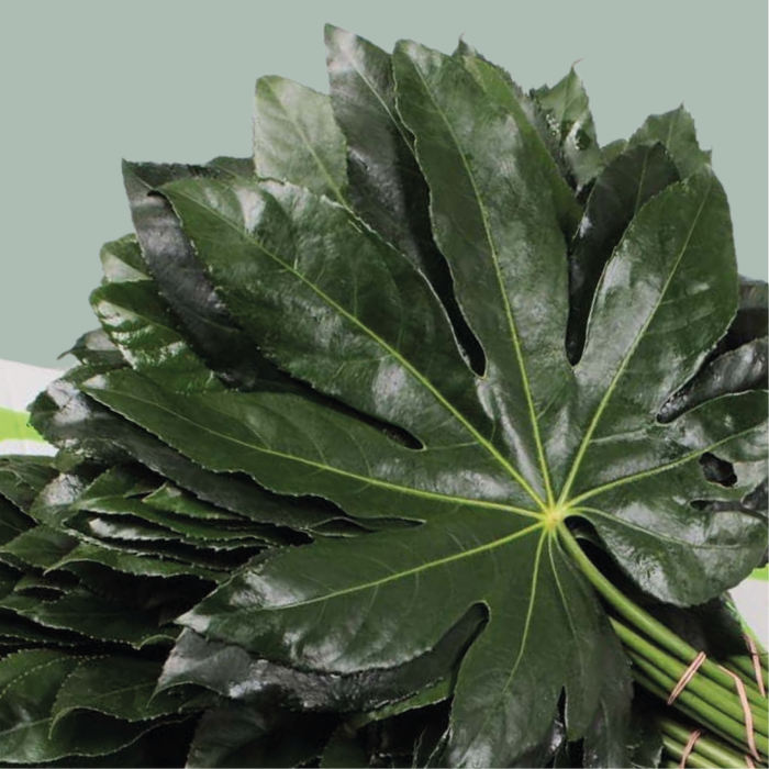 Aralia