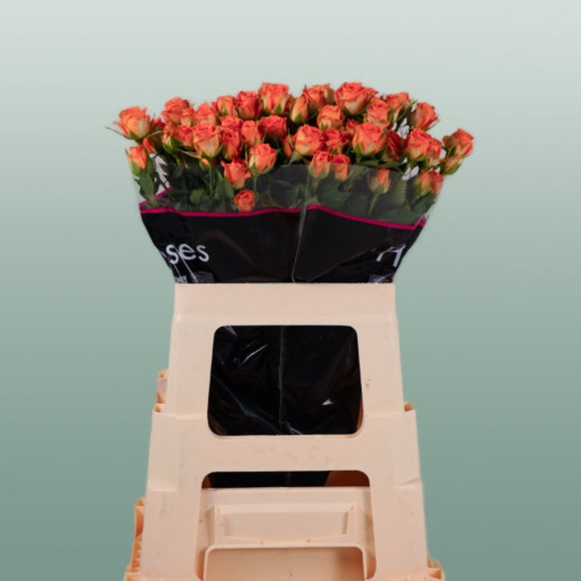 Spray Rose Ayala