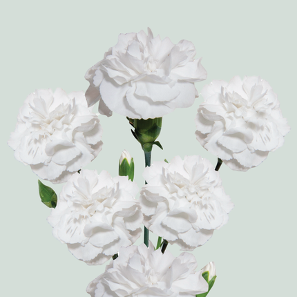 Carnation Spray Artic (20 Stems)