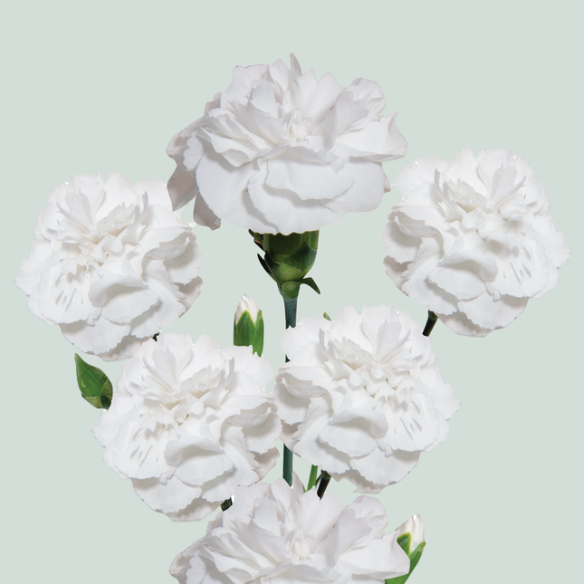 Carnation Spray Artic (20 Stems)