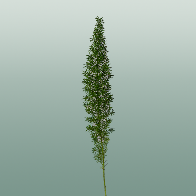 GR Asparagus Myers