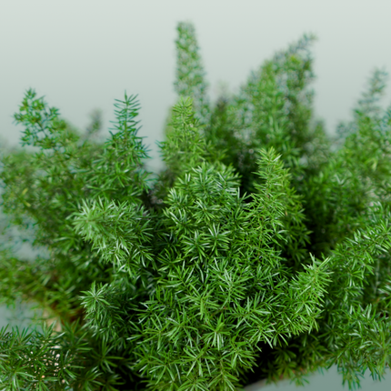 GR Asparagus Myers
