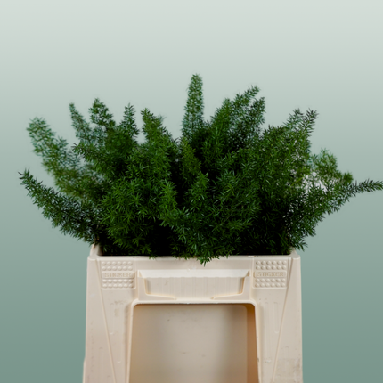 GR Asparagus Myers