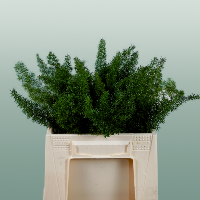 GR Asparagus Myers