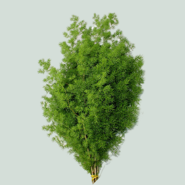 GR Asparagus Umbellatus