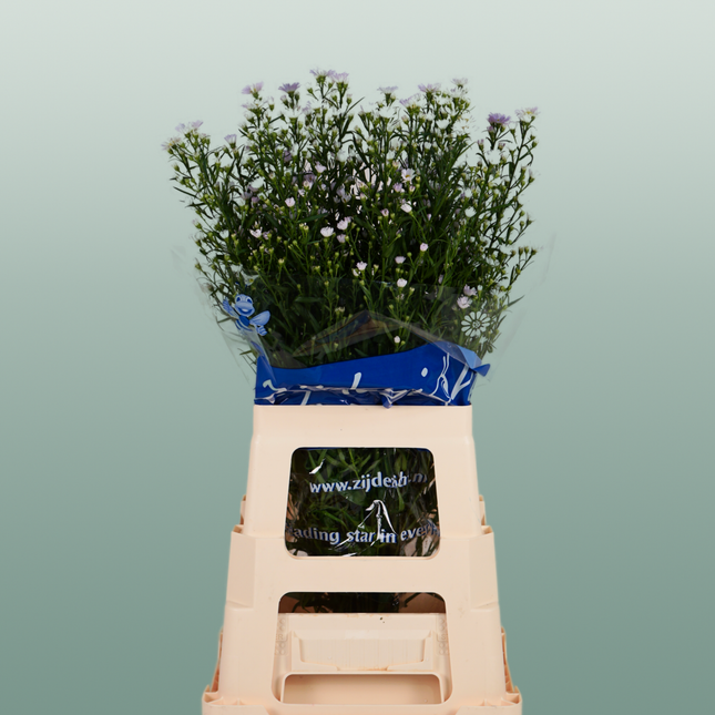 Aster Astee Dark Milka (25 Stems)