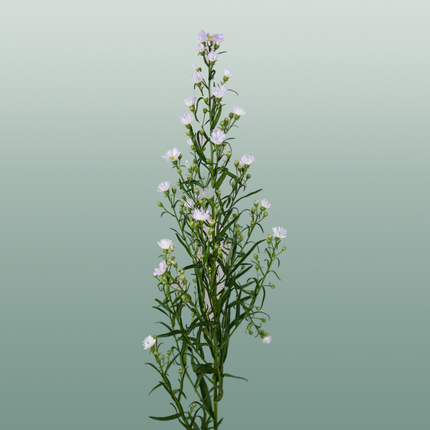 Aster Astee Dark Milka (25 Stems)