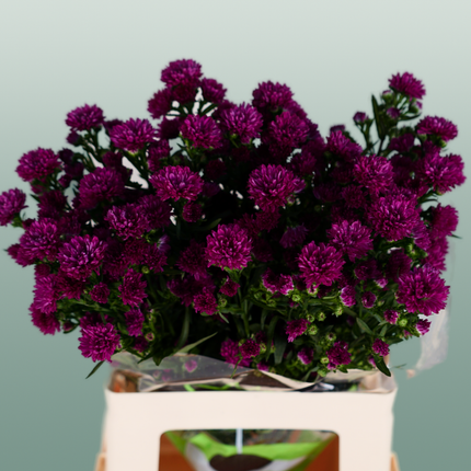 Aster Claudia