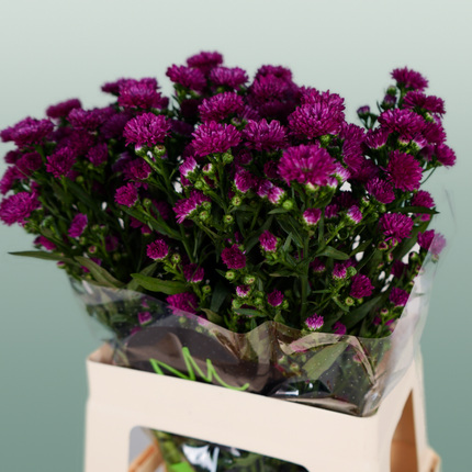 Aster Claudia