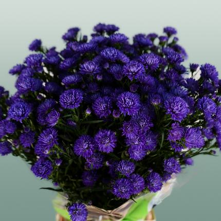 Aster Flash