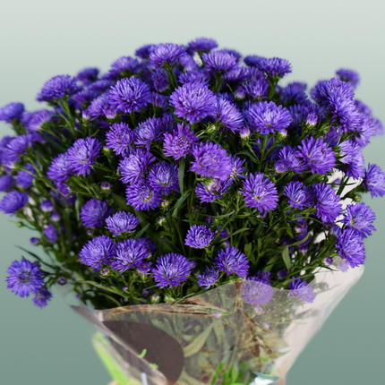 Aster Flash