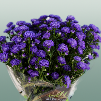 Aster Flash