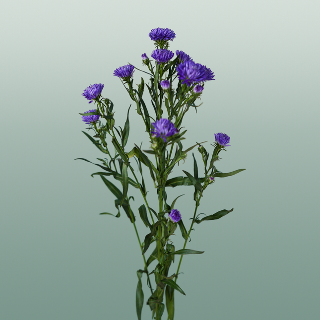 Aster Flash