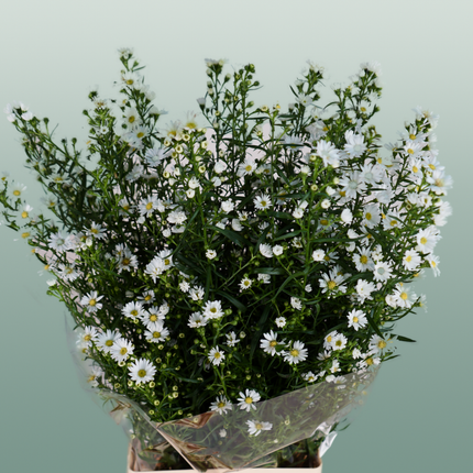 Aster Monte Casino