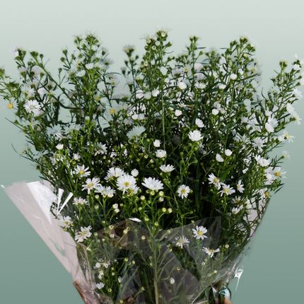 Aster Monte Casino