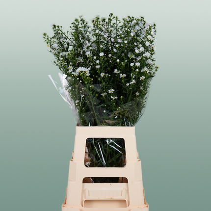 Aster Monte Casino