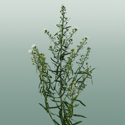 Aster Monte Casino