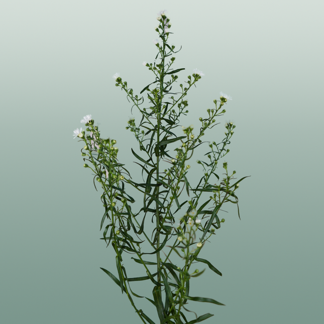Aster Monte Casino
