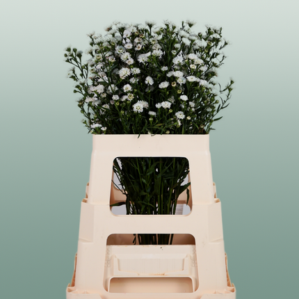 Aster White Gypsy