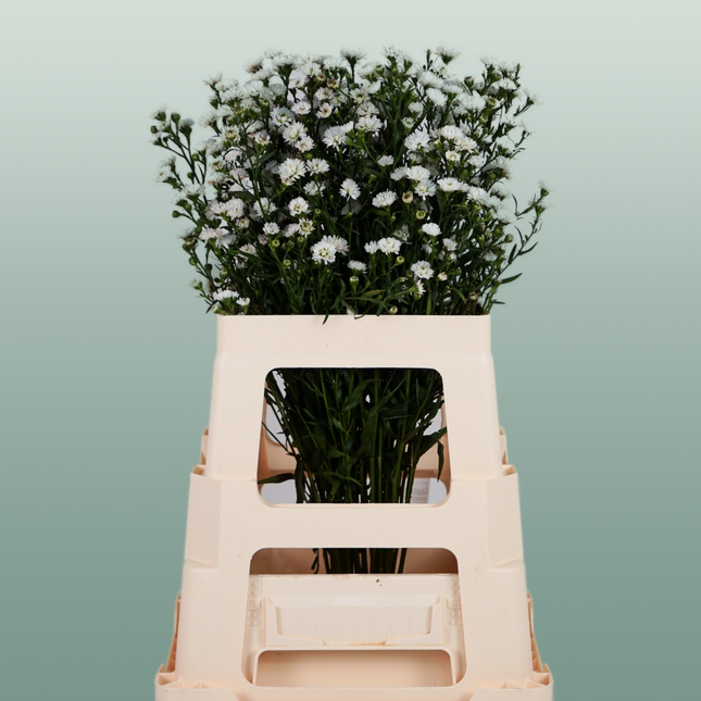 Aster White Gypsy