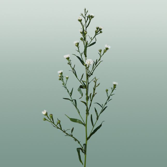 Aster White Gypsy