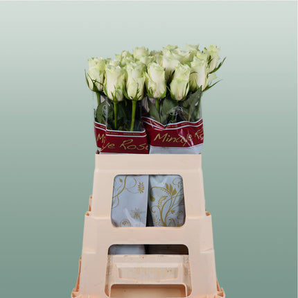 Rose Athena (20 Stems)