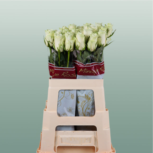 Rose Athena (20 Stems)