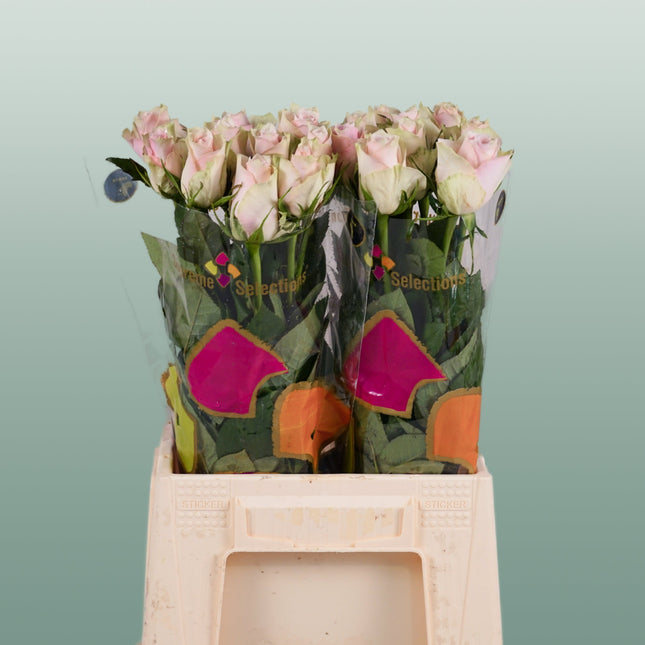 Rose Athena Pink (20 Stems)