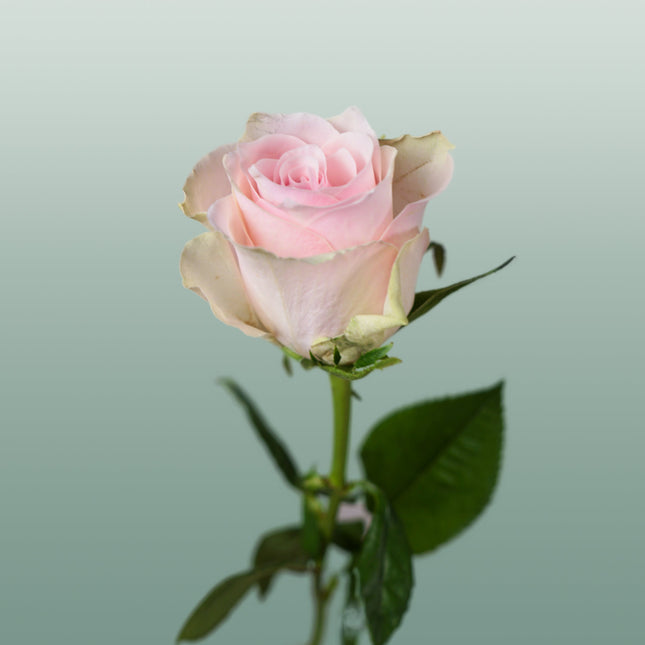 Rose Athena Pink (20 Stems)