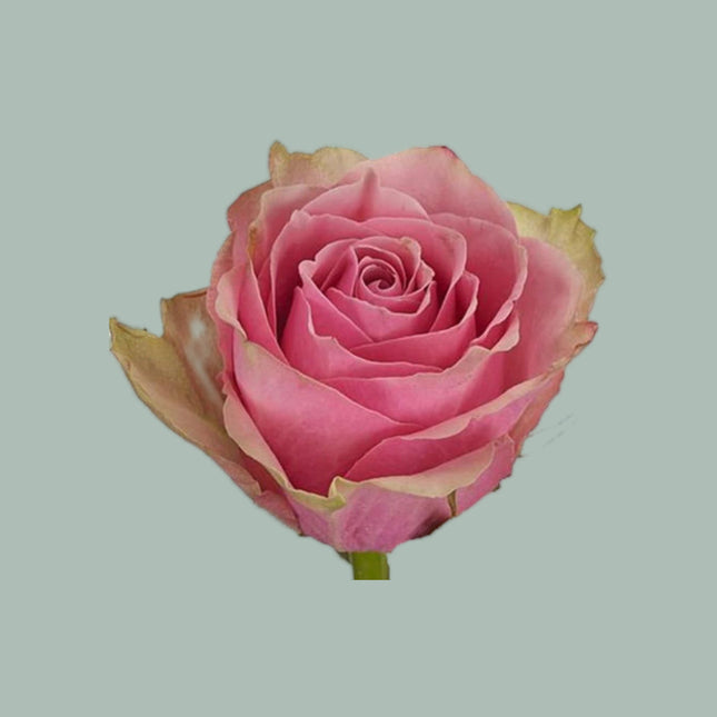 Rose Athena Royale (20 Stems)