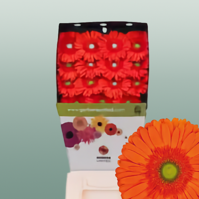 Gerbera - Gerbera - Atlanta