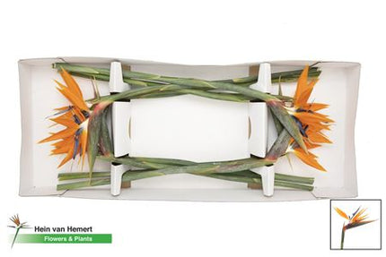 Bird of Paradise (Strelitzia reginae) – 60cm Orange Stems