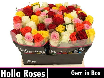Rose - Mixed in the Bunch