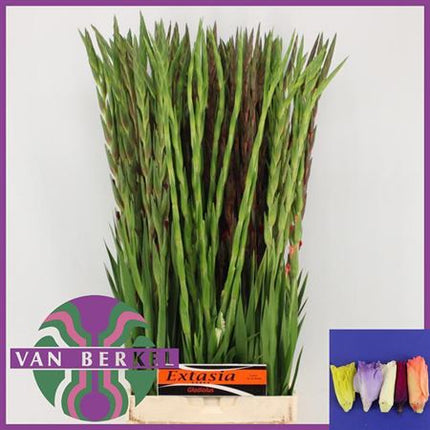 Mixed Gladiolus Cut Flowers – 90cm Stems