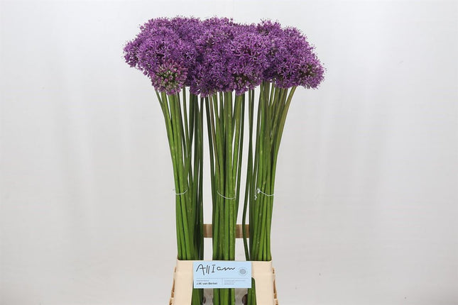 Allium Gladiator (10 Stems)