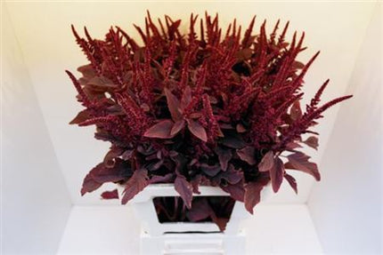 Burgundy Amaranthus Velvet – 70cm Stems