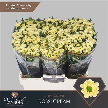 Santini Chrysanthemum - Chrysanthemum - Floroscre