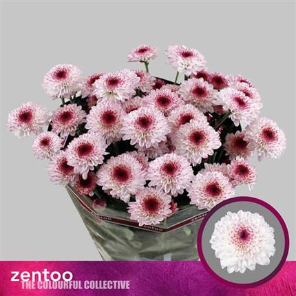 Chrysanthemum Spray Abbey