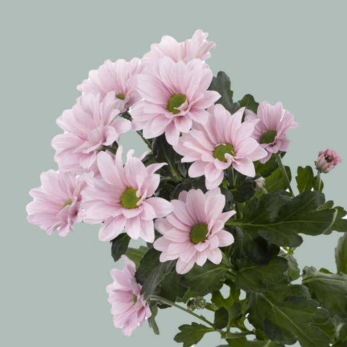 Chrysanthemum Spray Babe