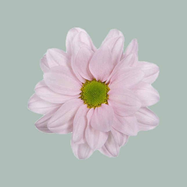 Chrysanthemum Spray Babe