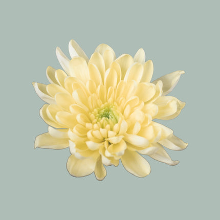 Chrysanthemum Spray Baltica/ Cream
