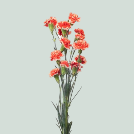 Carnation Spray Balada (20 Stems)