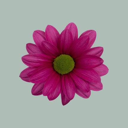 Chrysanthemum Spray Ballerina Dark