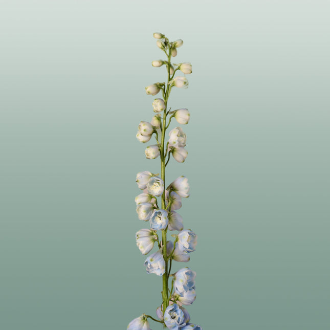 Delphinium Ballkleid (10 Stems)