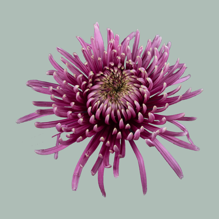 Chrysanthemum G Baltazar Intense