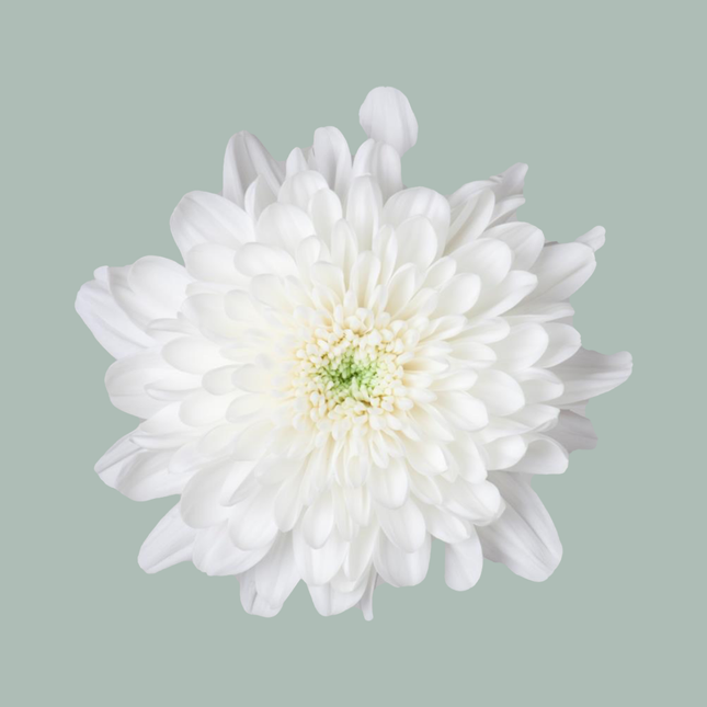Chrysanthemum Spray Baltica/ White