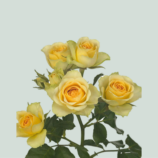 Spray Rose Bandolero