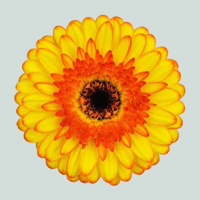 Germini Barbados (20 Stems)